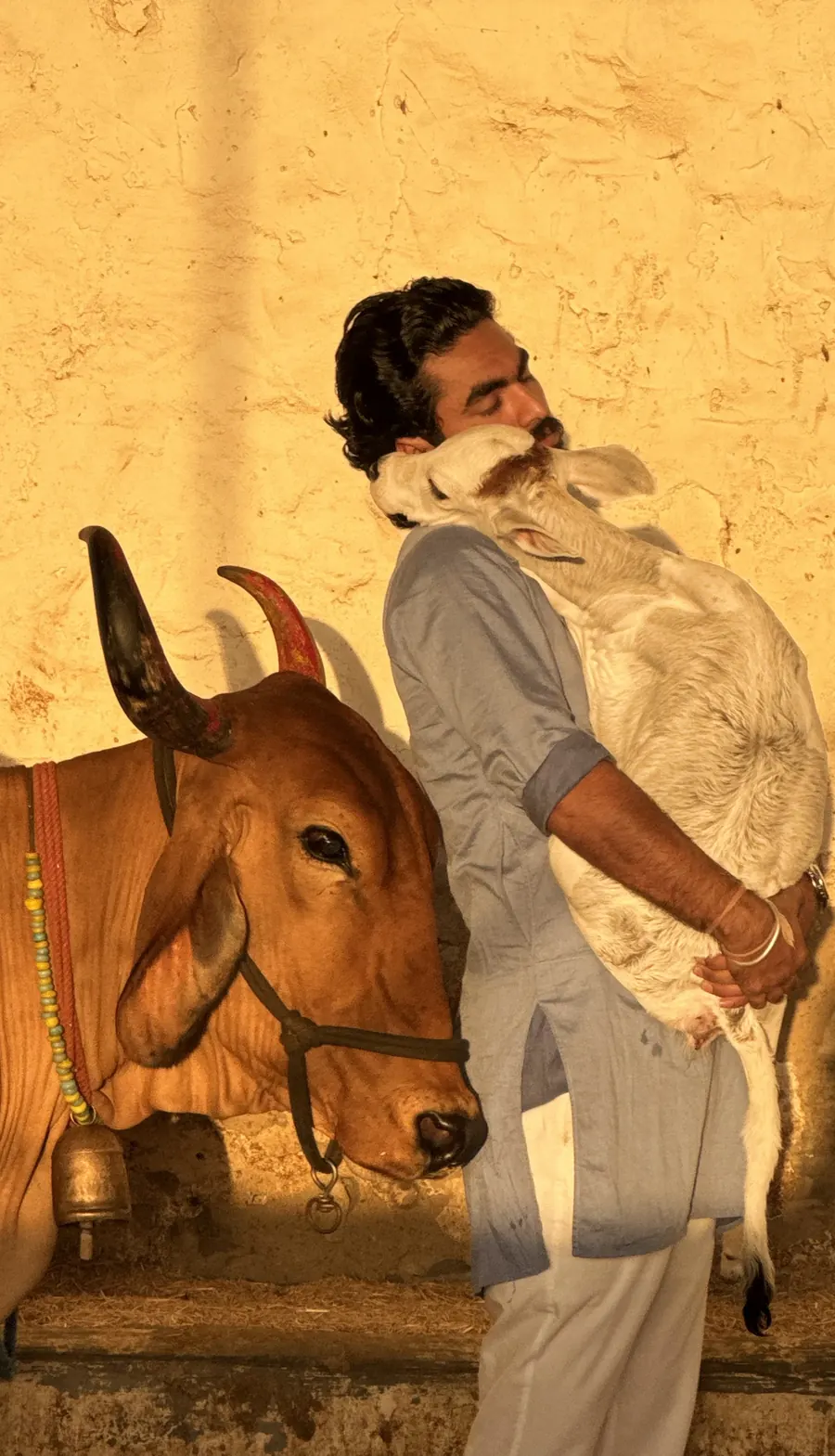Veterinary medical care for injured cow